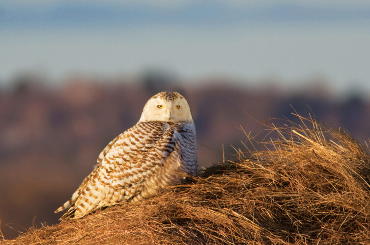 Wildlife Habitat Conservation and the WHIP Program